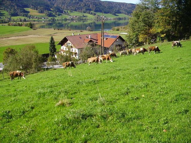 Villa Bauernhof Kasleitner Zell am Moos Exterior foto